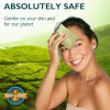 Natural Green Tea Oil Blotting Sheets for Face - 3 pack/300 sheets -  Makeup Friendly Blotting Paper